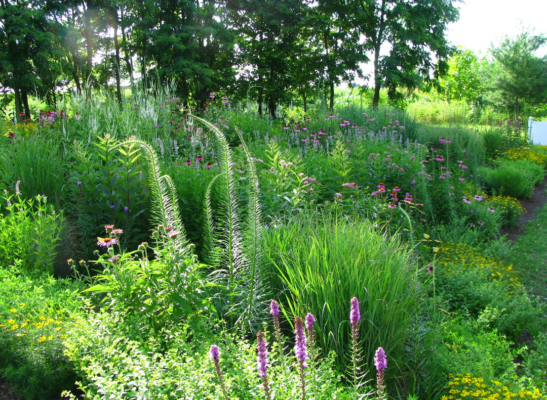 purple liatris