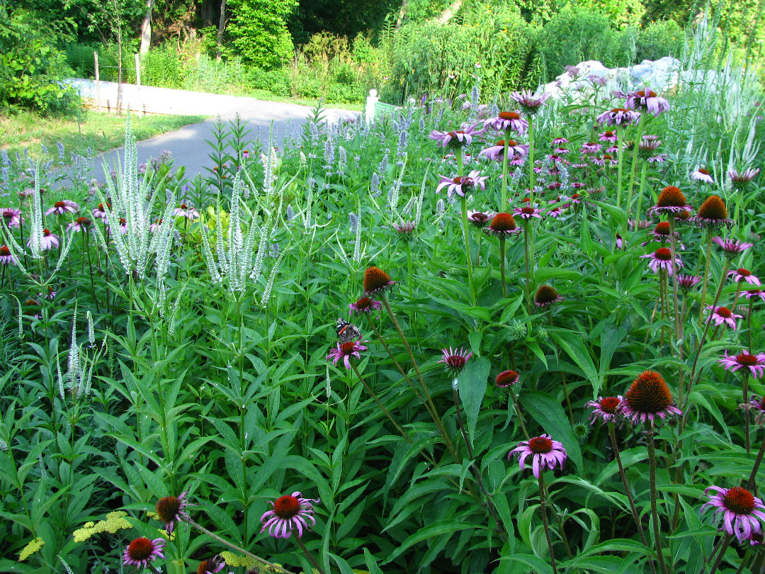 Virginia Culver’s root