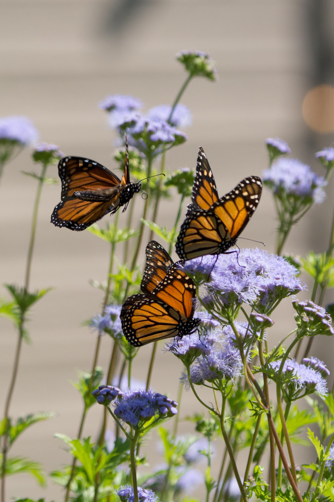 gregg’s mistflower