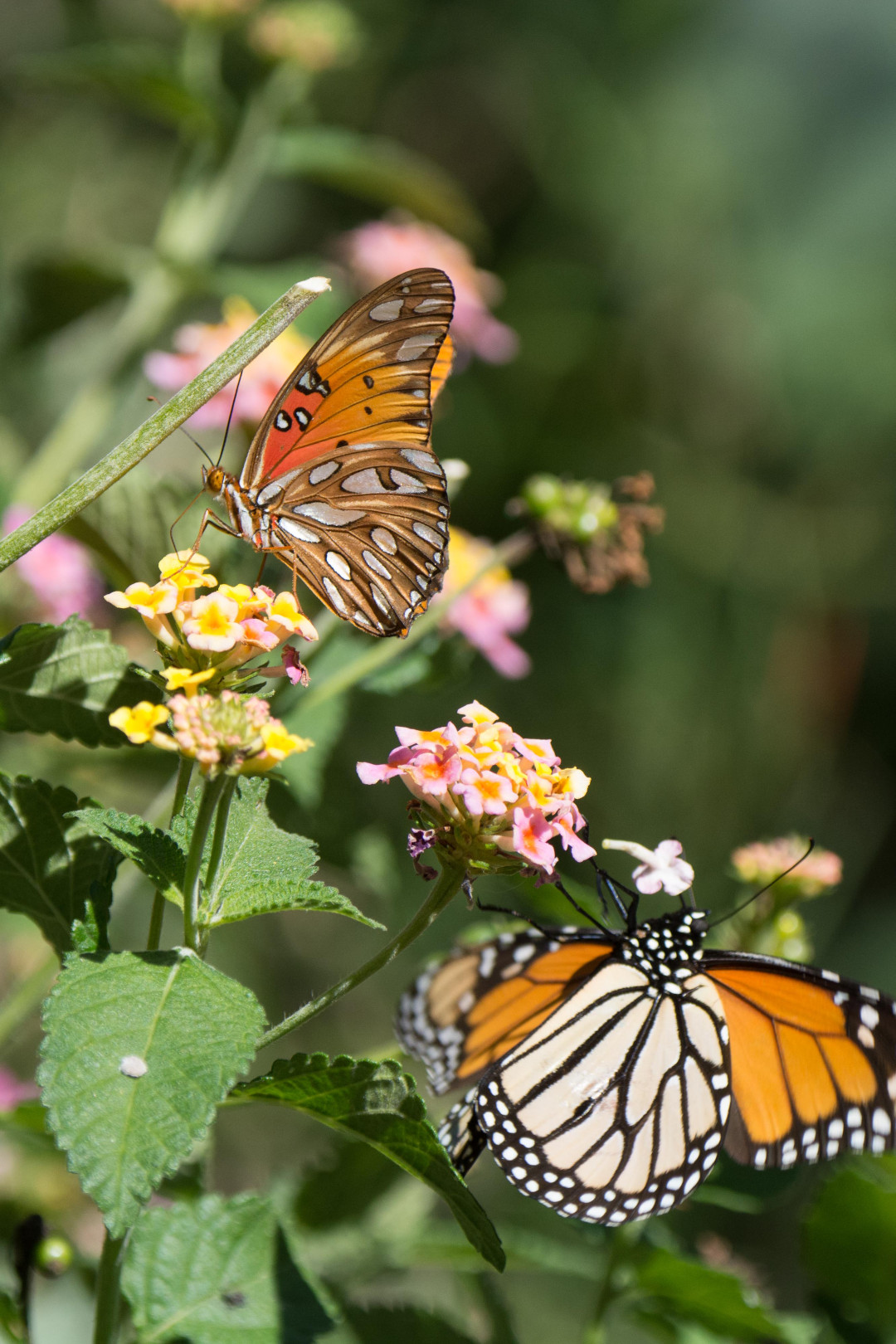 butterflies on lantana