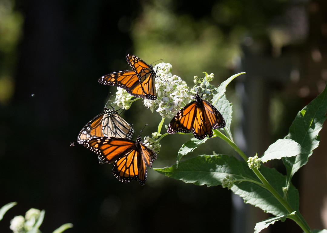 monarch butterflies sipping nectar