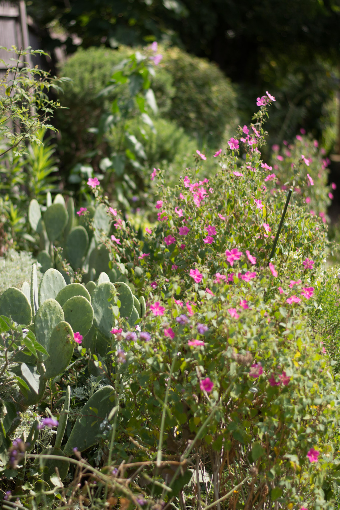 prickly pear cactus