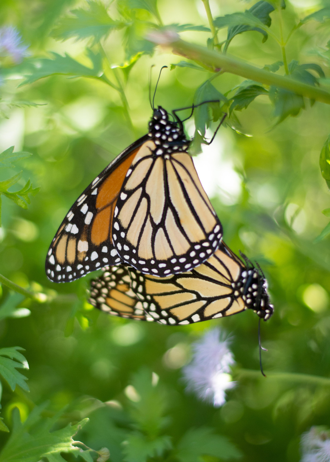 monarch butterflies