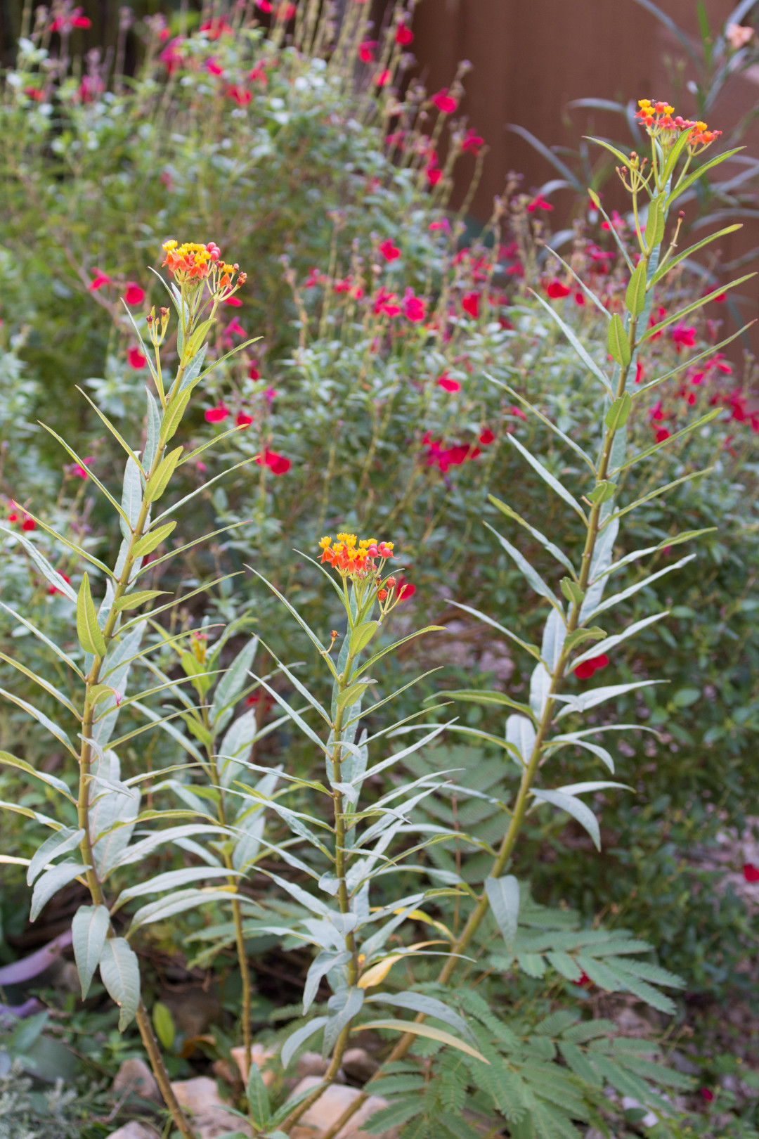 Mexican butterfly weed