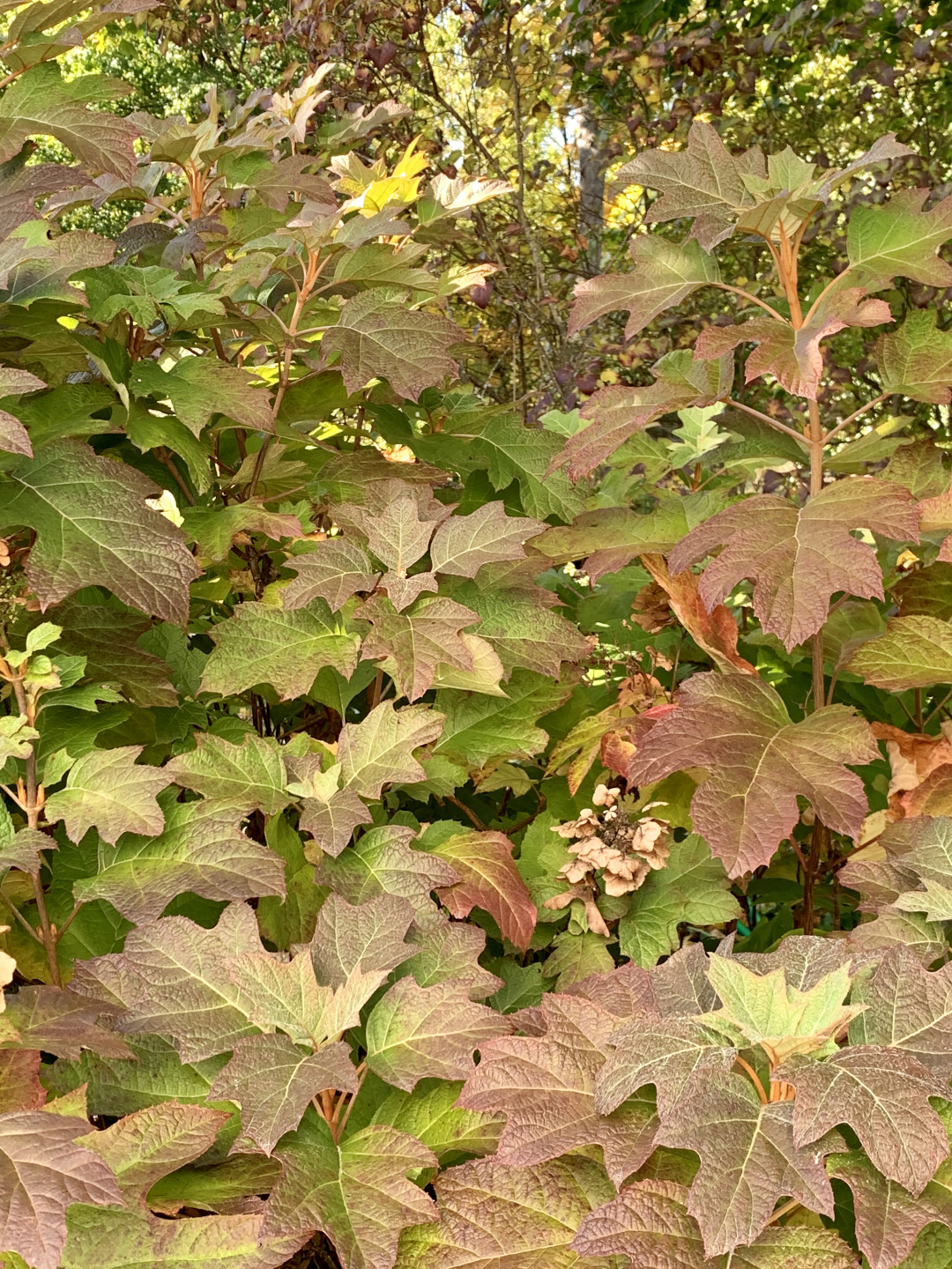 Oakleaf hydrangea in fall