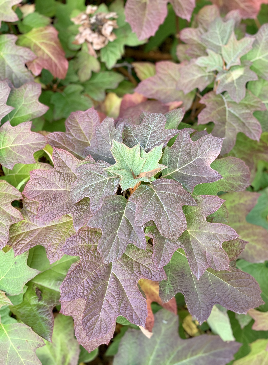 Closeup of oakleaf hydrangea