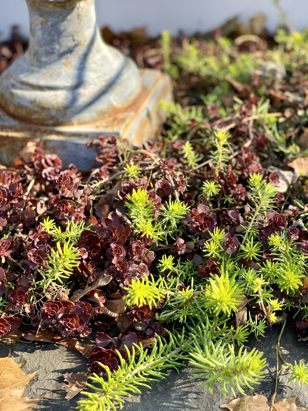 hardy sedums