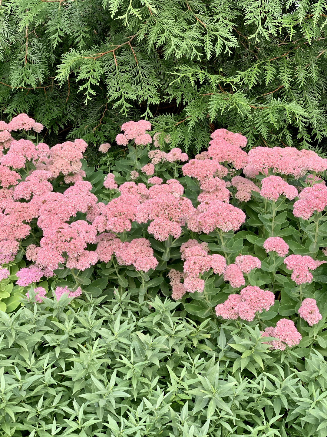 sedum ‘Autumn Joy’