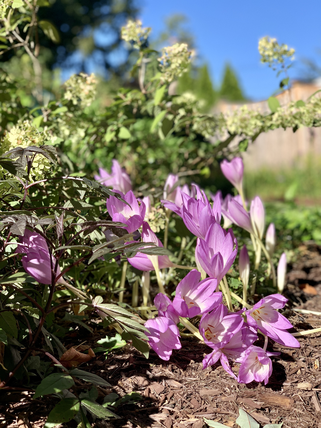 autumn crocuses