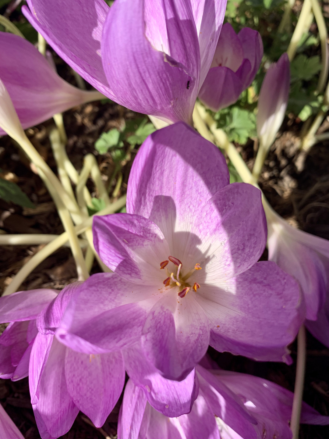 colchicum flowers