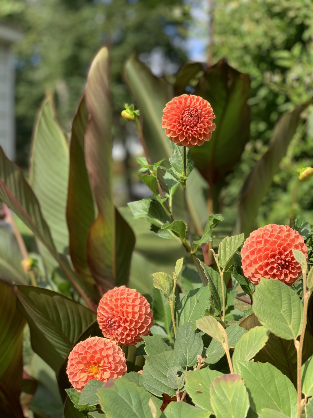 orange dahlias 