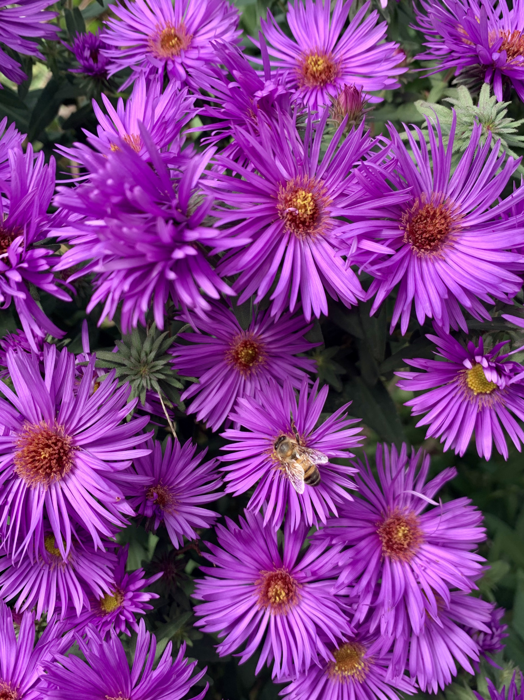 New England aster