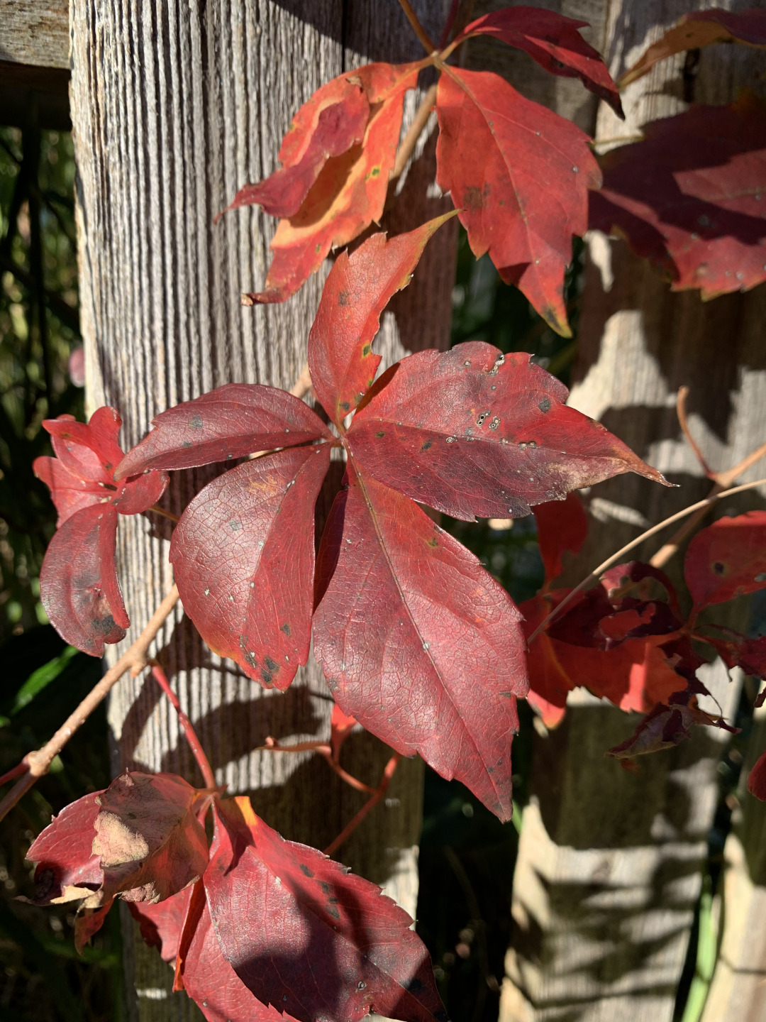 Virginia creeper