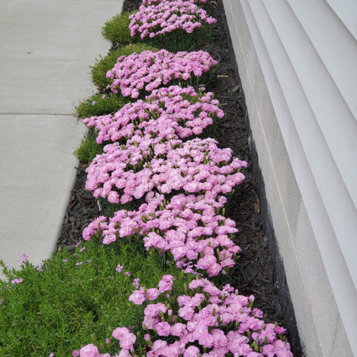 Joe's Indiana Garden - Fine Gardening