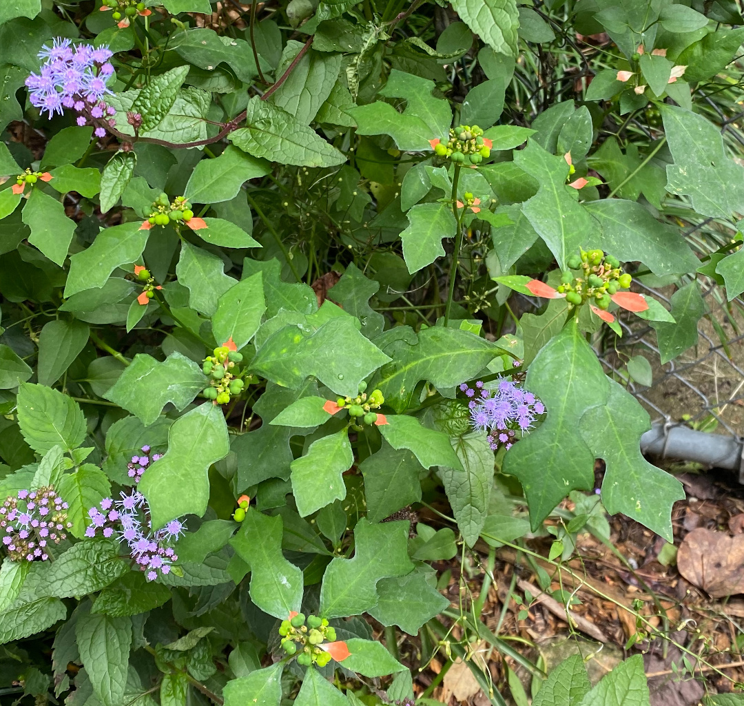 Blue mistflower