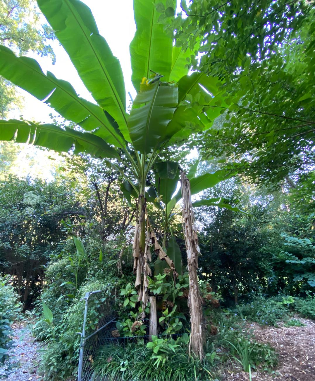 Japanese fiber banana