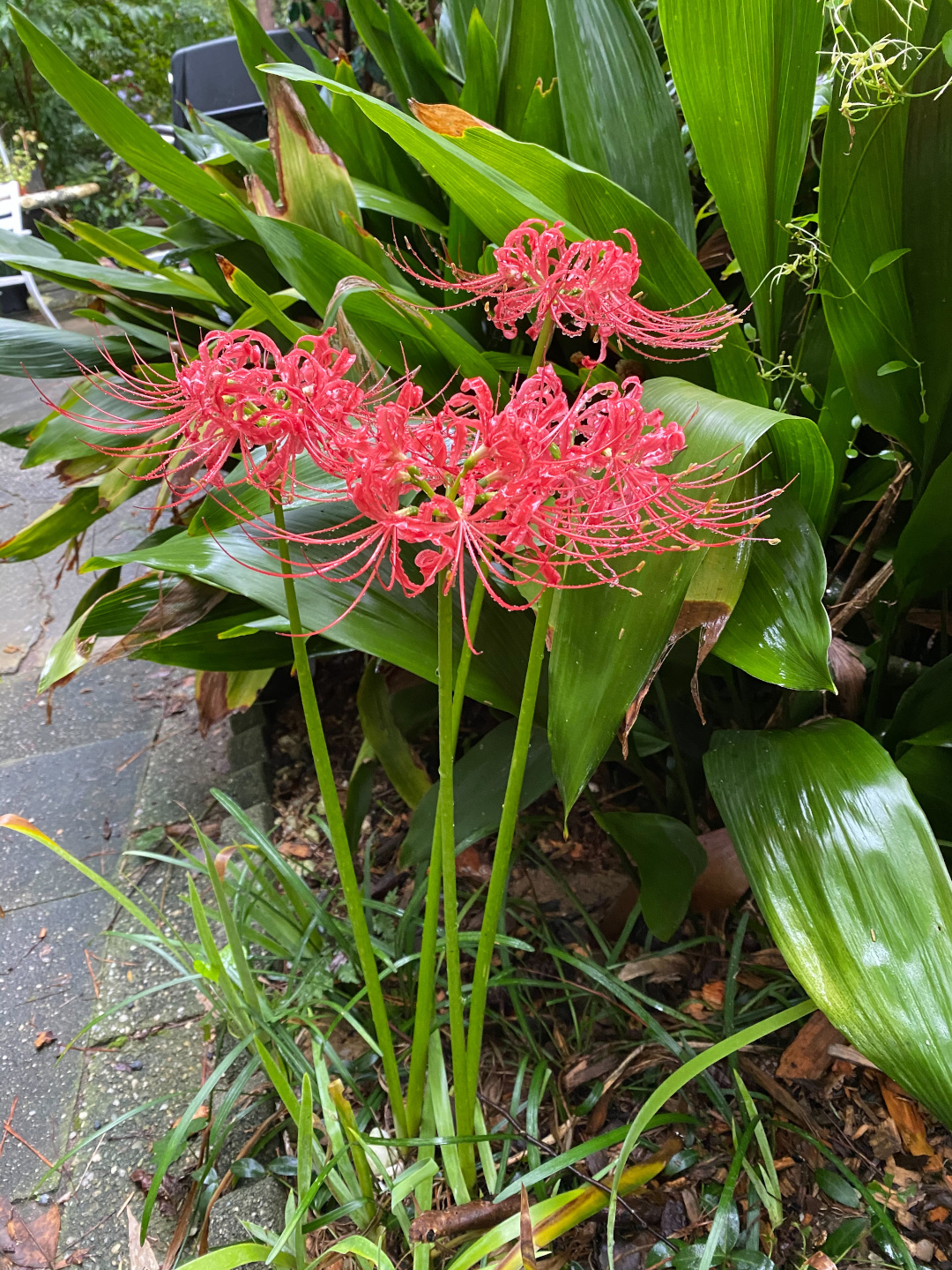 Hurricane lilies