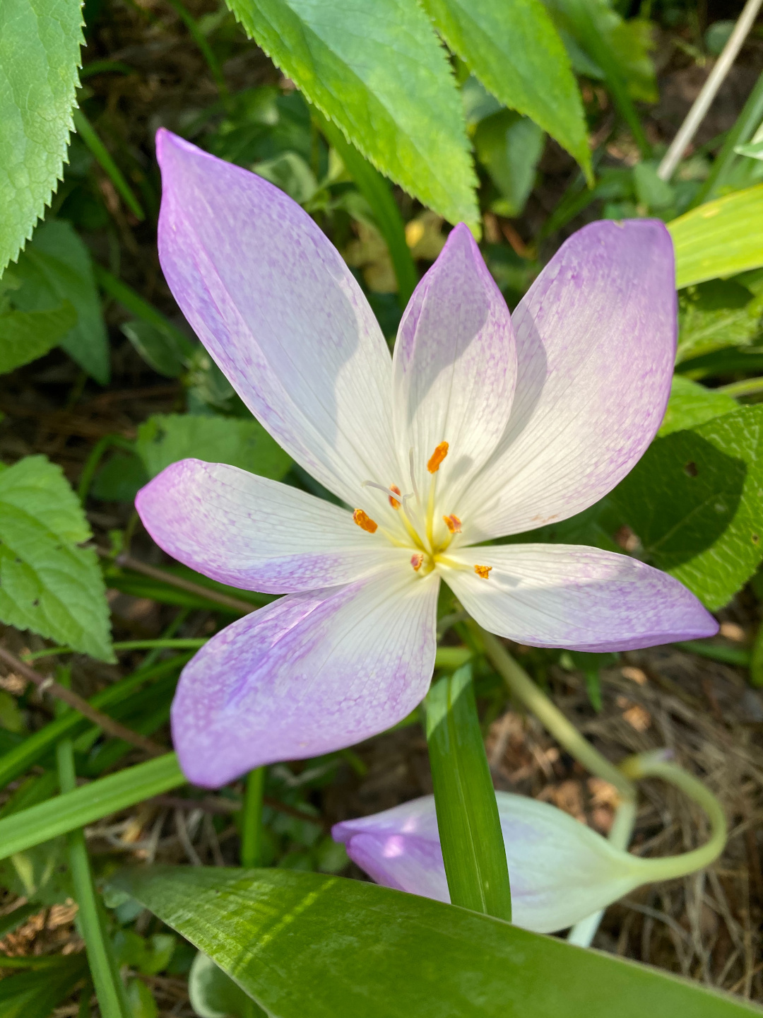 Colchicum