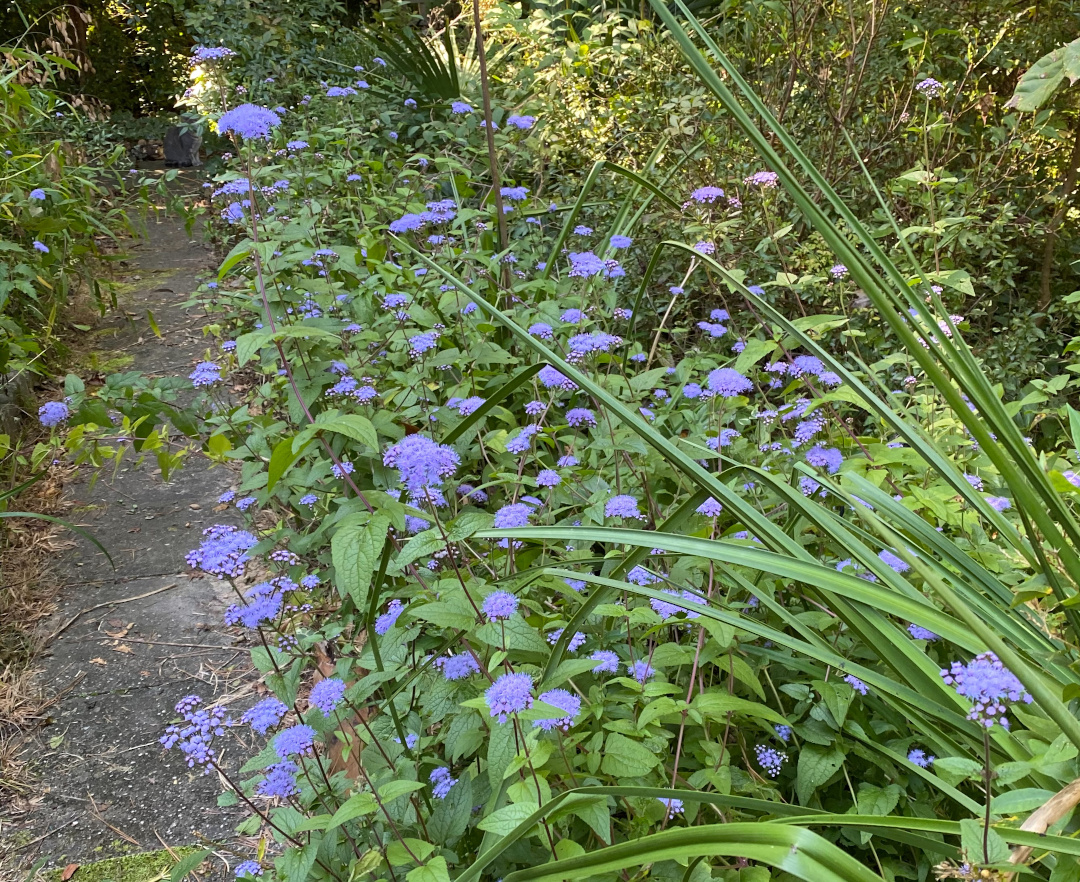 blue mistflower