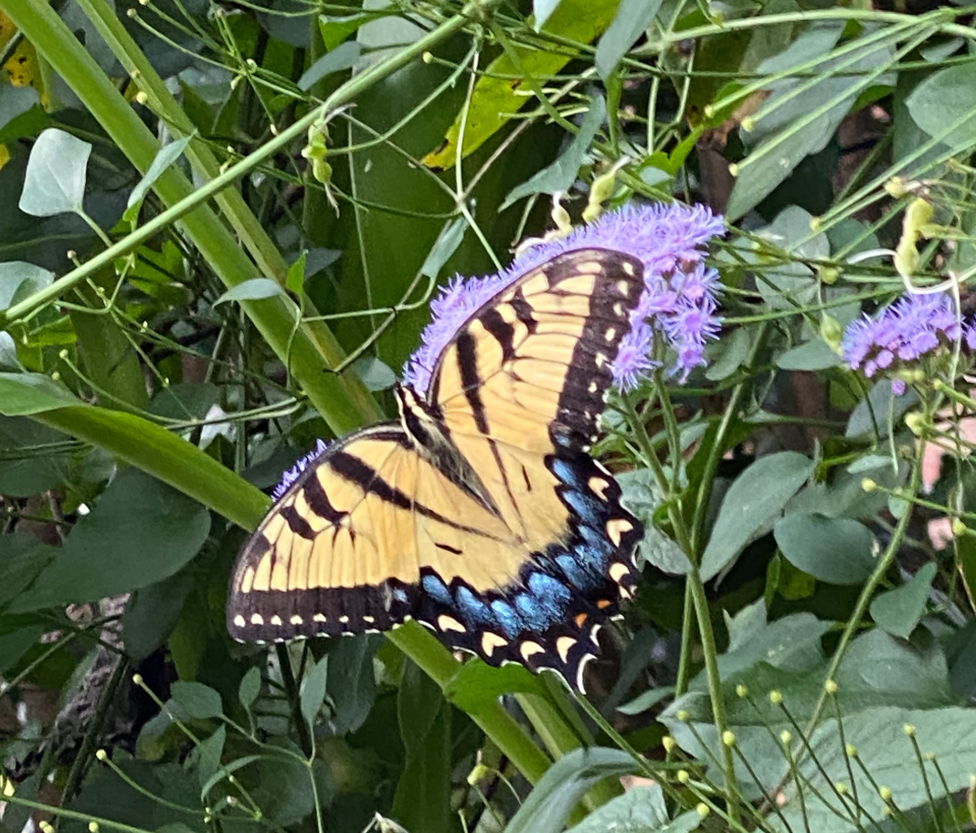 butterfly on blue mistflower