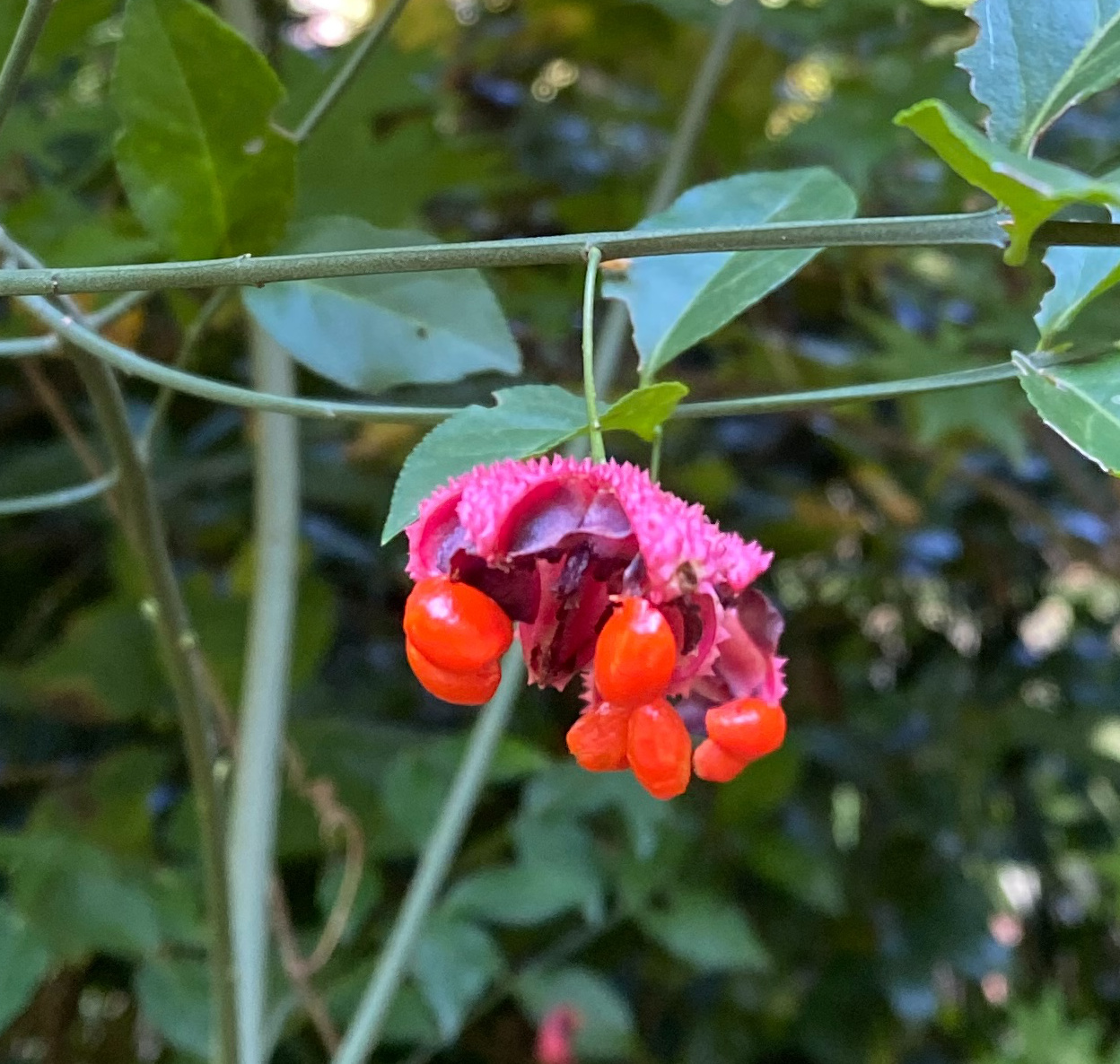 strawberry bush