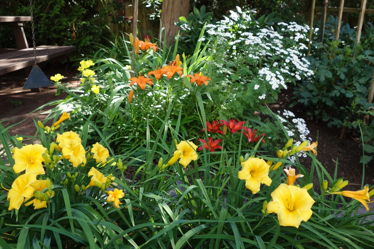 red and orange daylilies