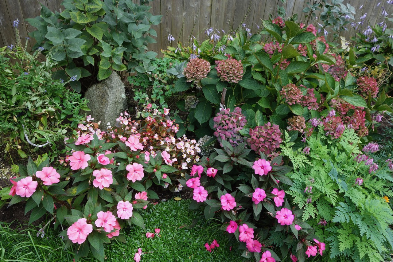 hydrangea blossoms