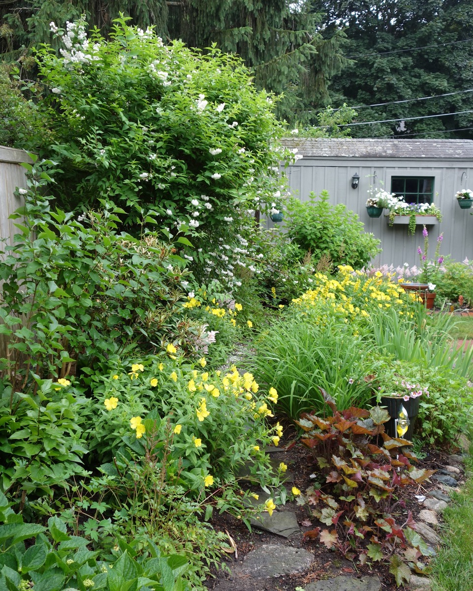 deutzia bushes