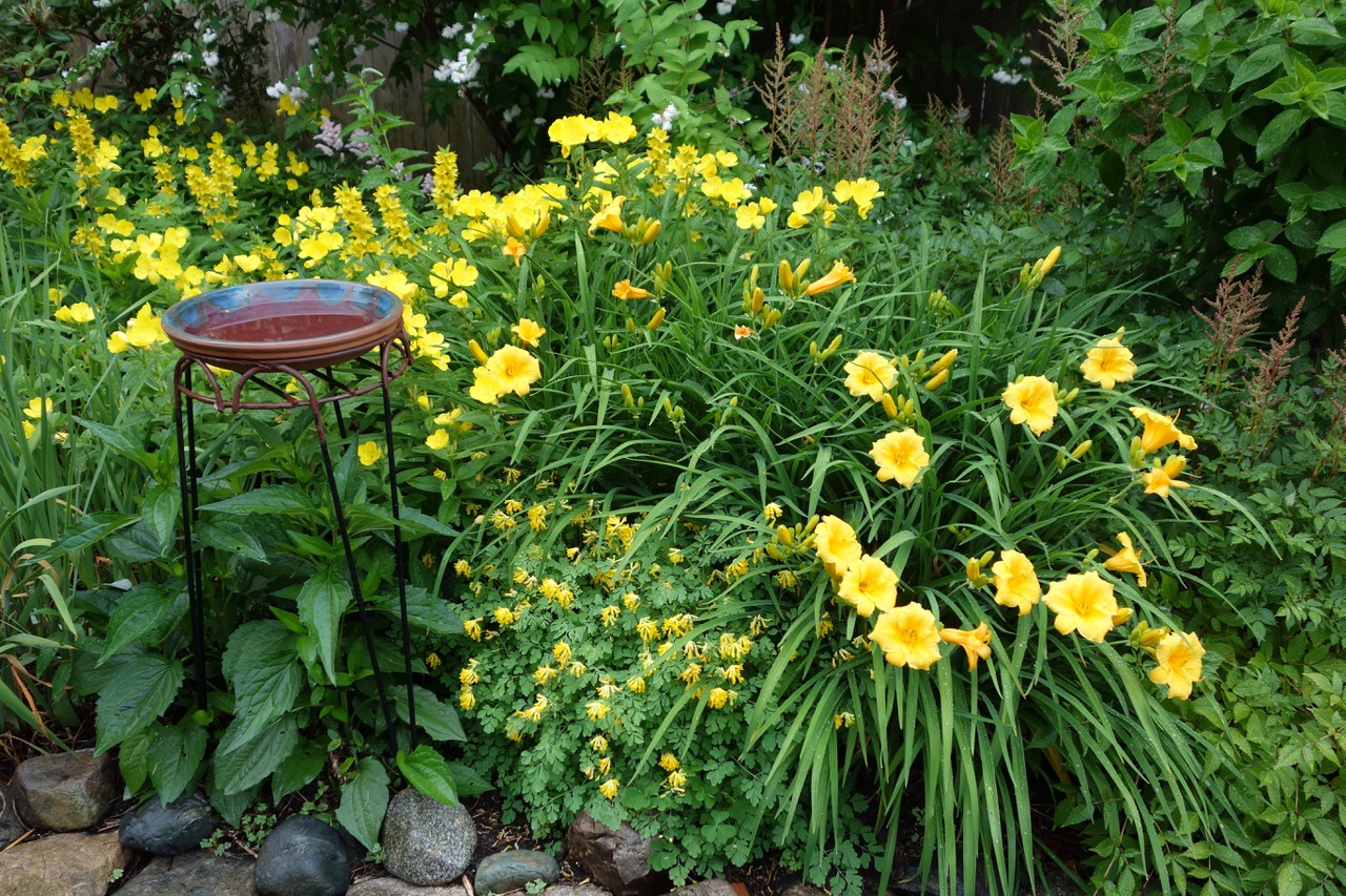 yellow daylily