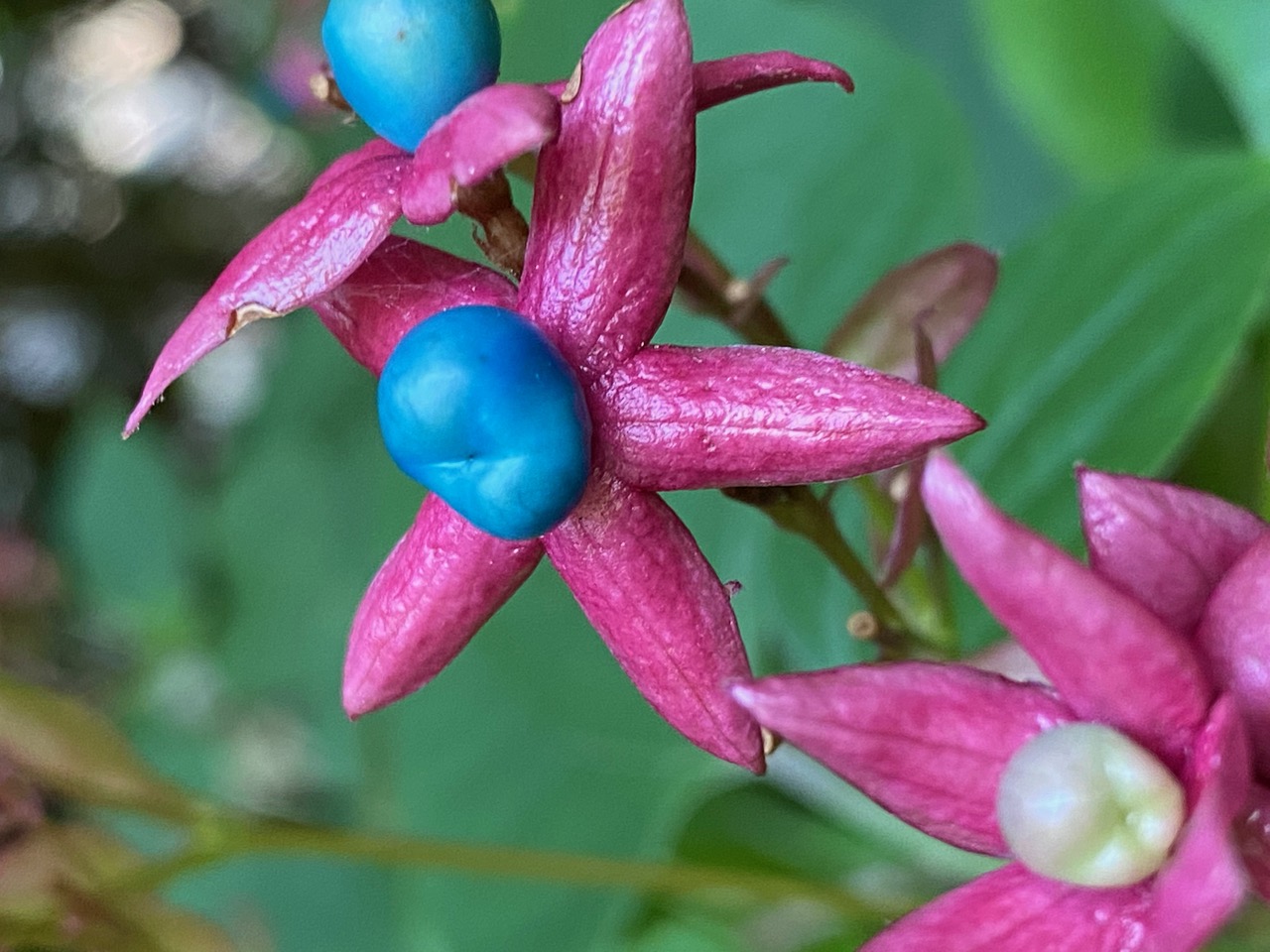 harlequin glorybower