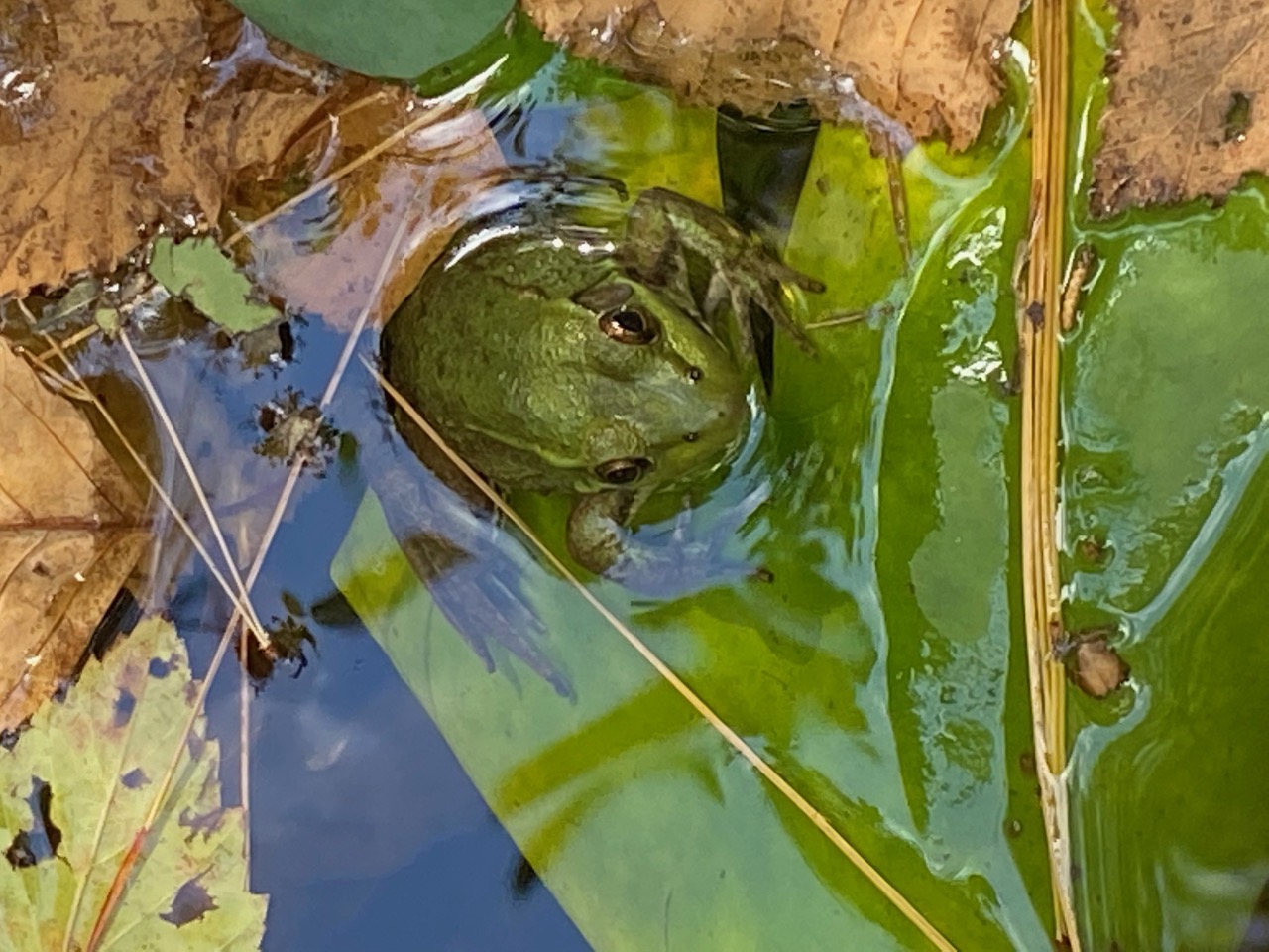 frog in water