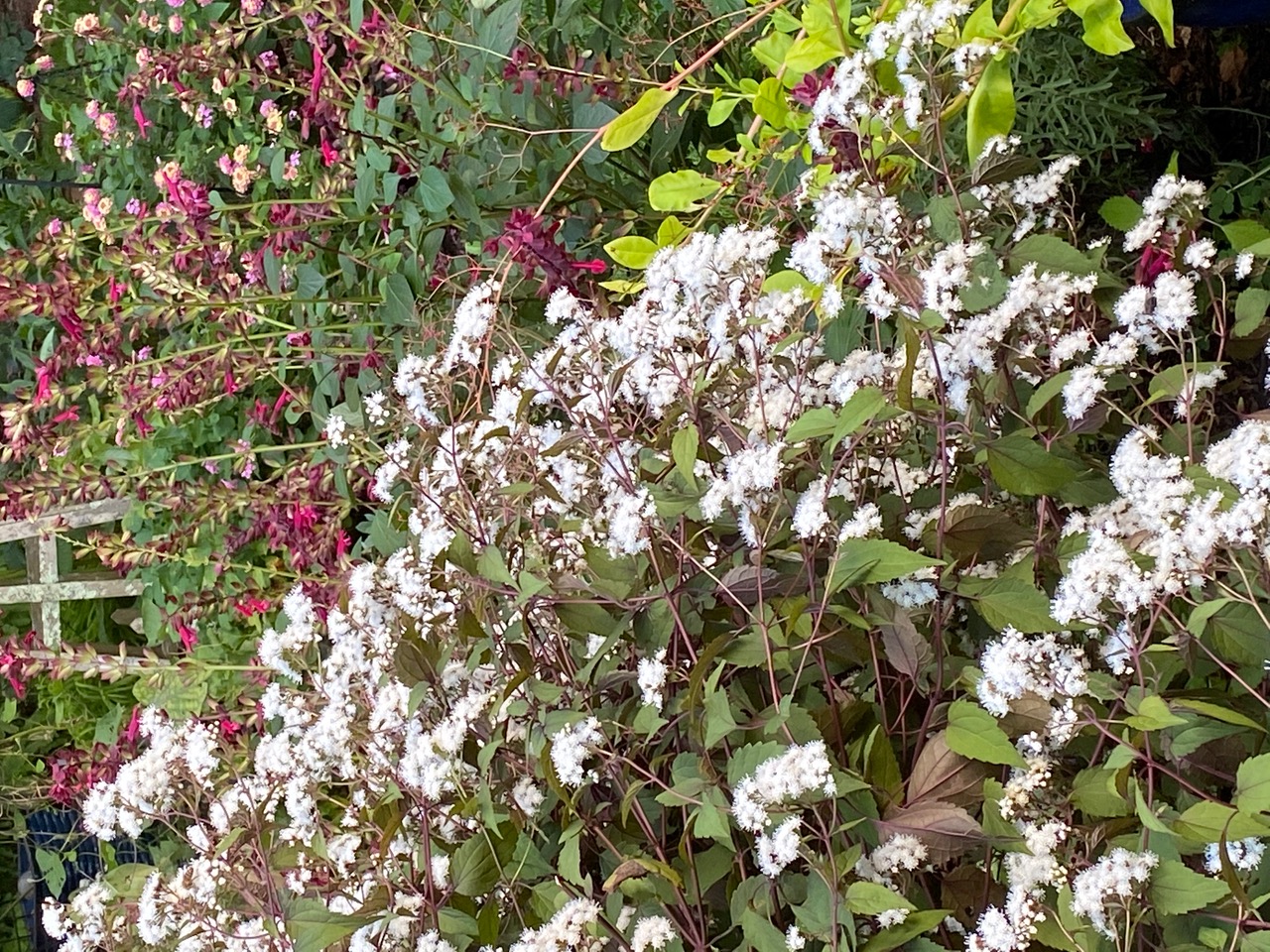 Chocolate eupatorium