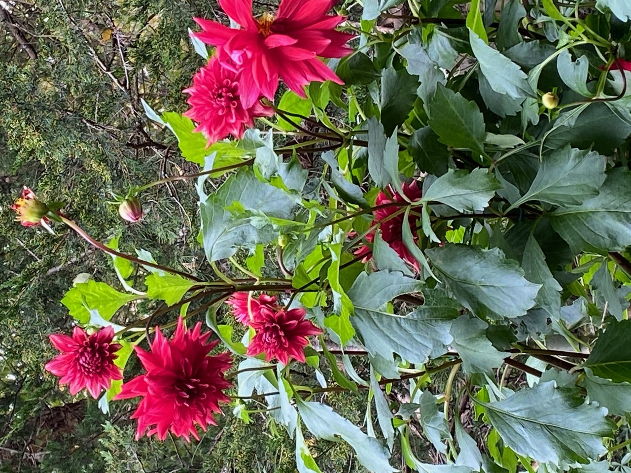 pink dahlias