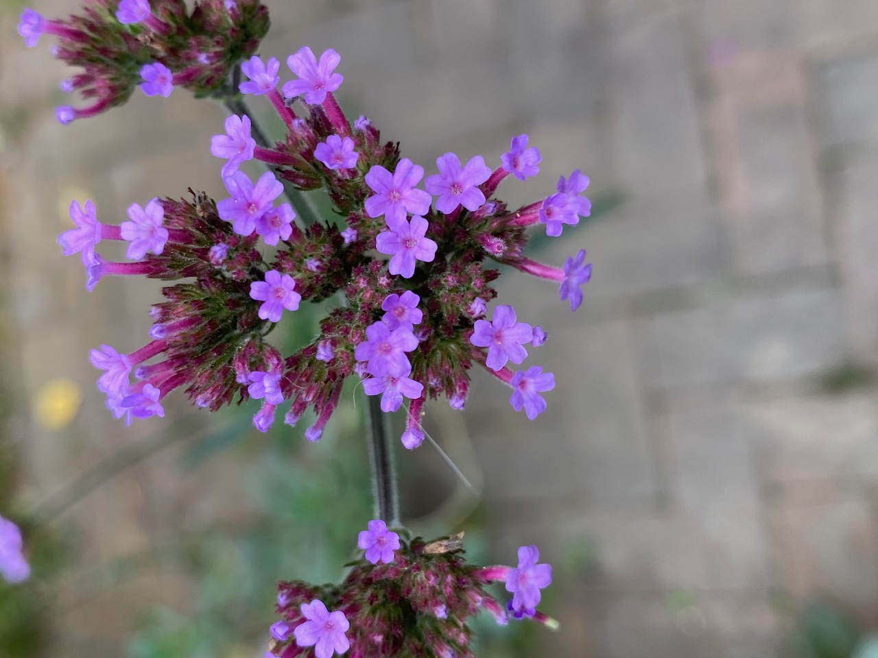 tall verbena