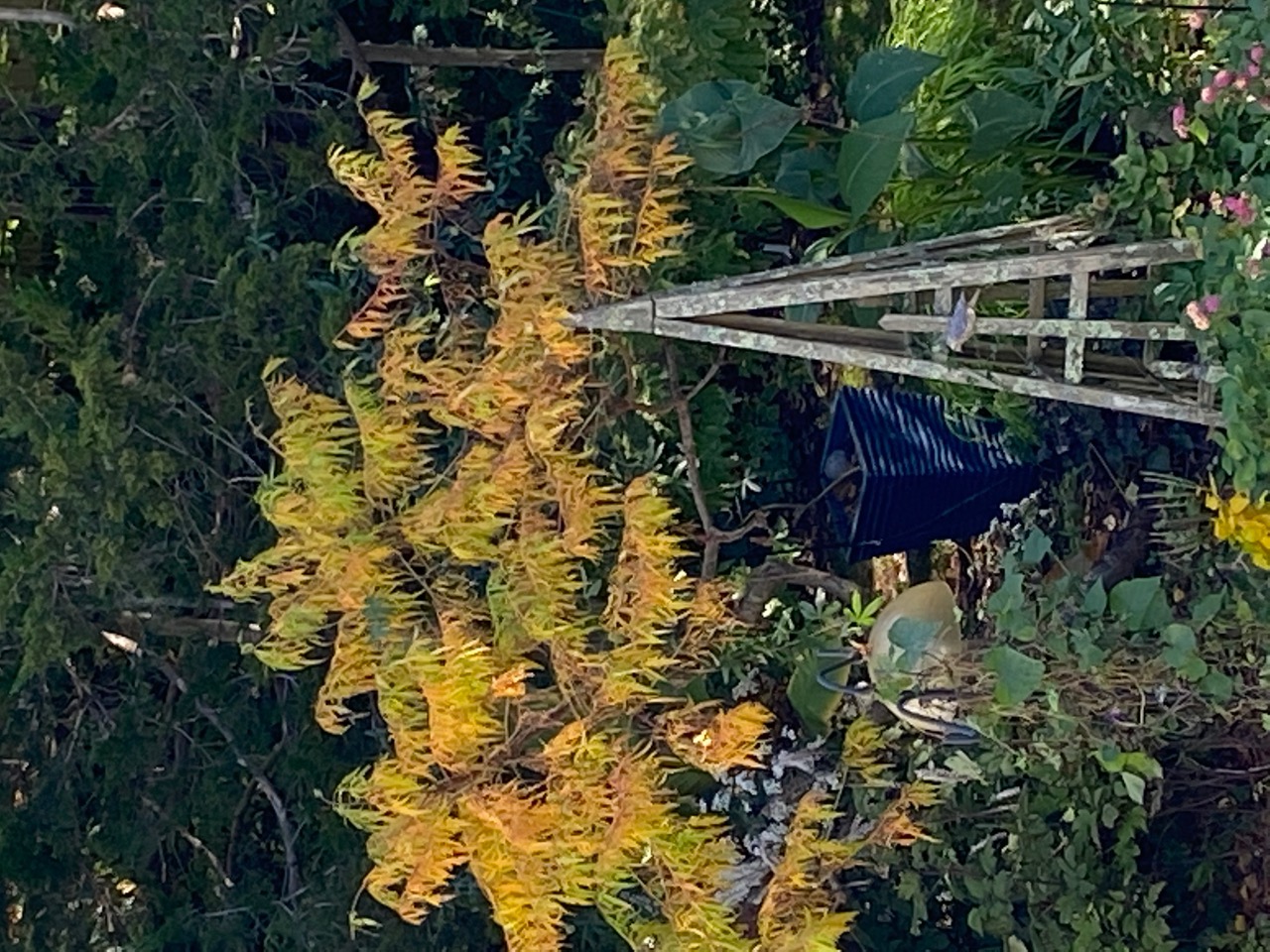 Staghorn sumac