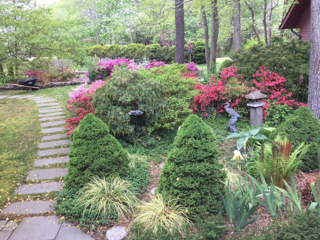 azaleas in bloom