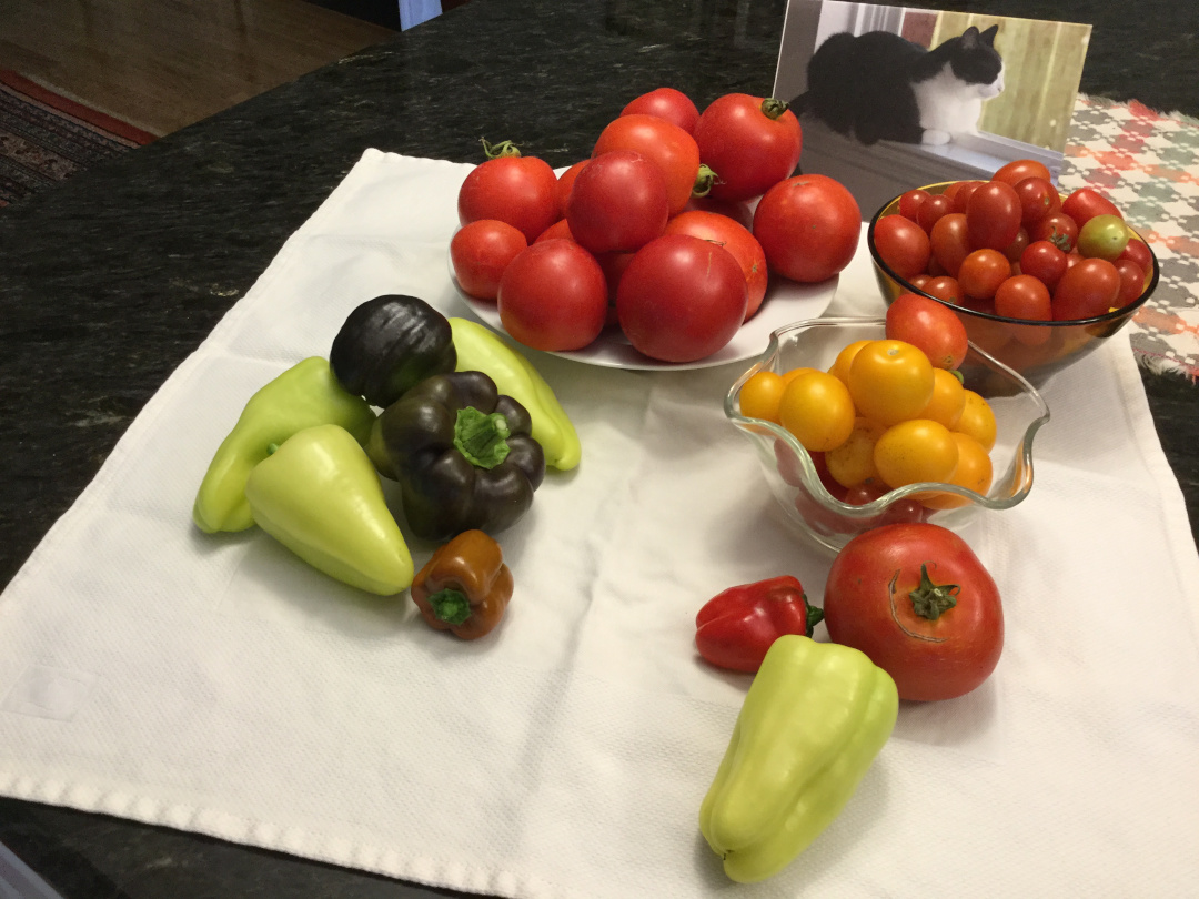 garden harvest