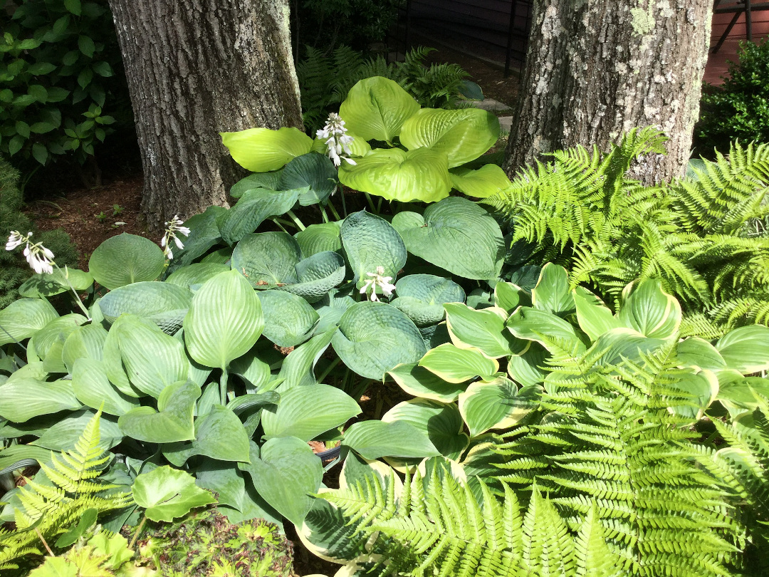 hosta and fern garden bed