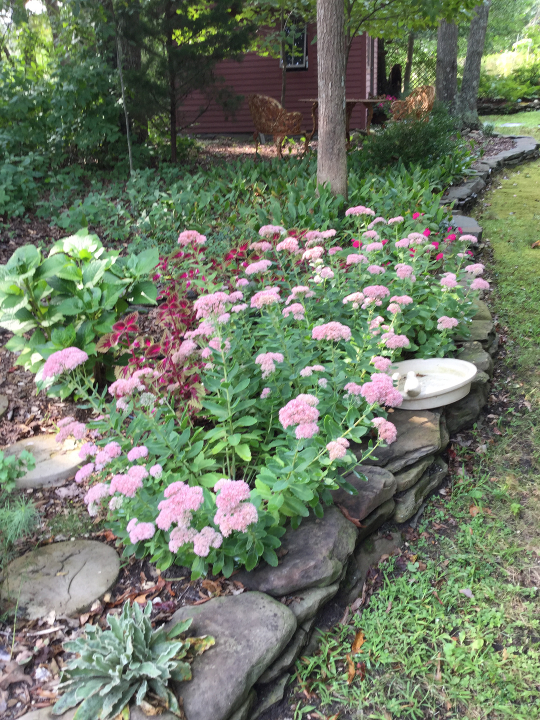 sedum autumn joy