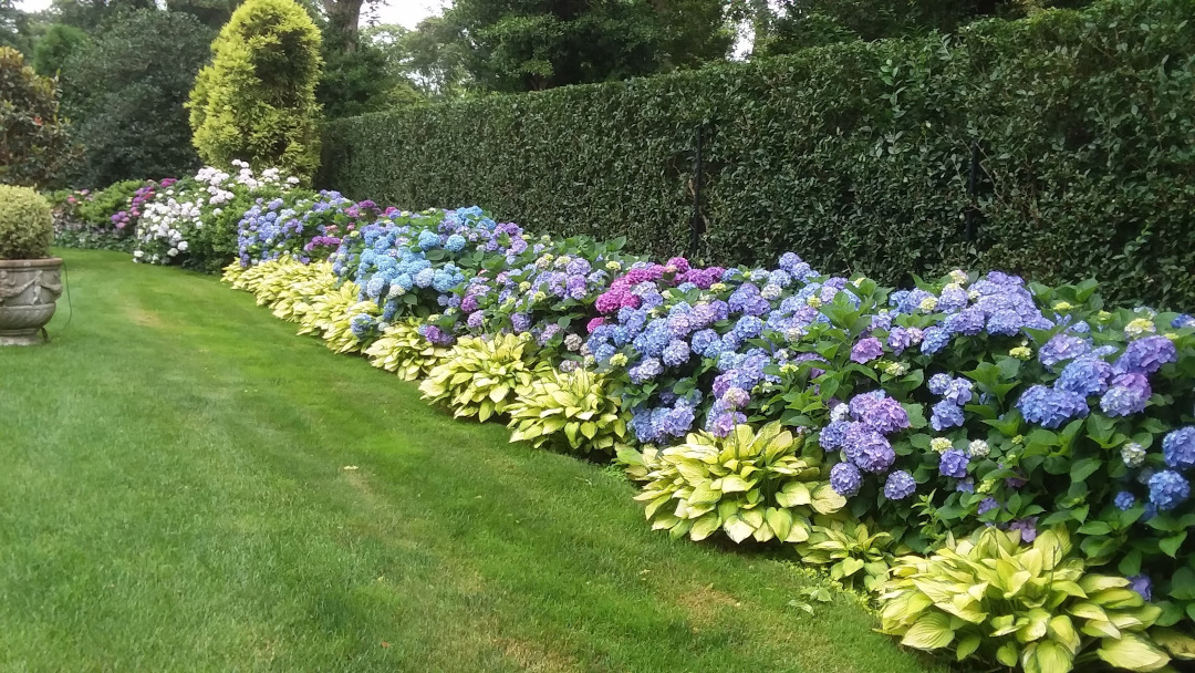 Hydrangeas and hostas