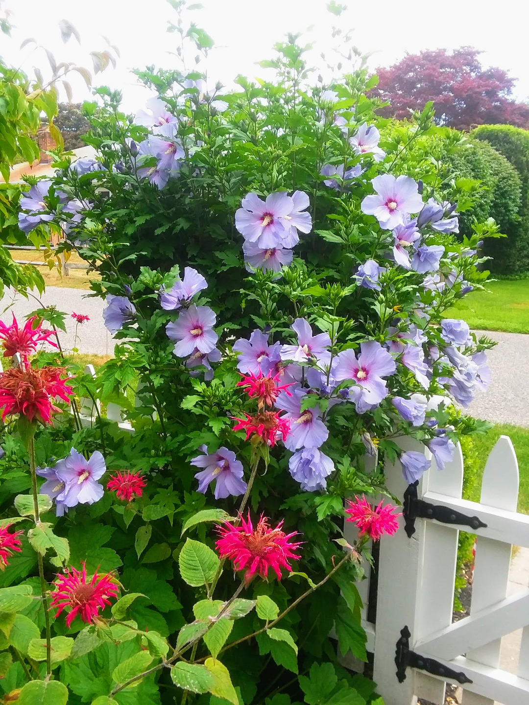 Hibiscus Blue Bird