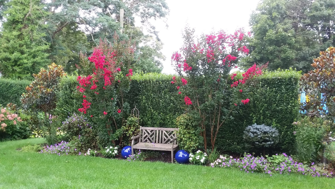 crepe myrtles