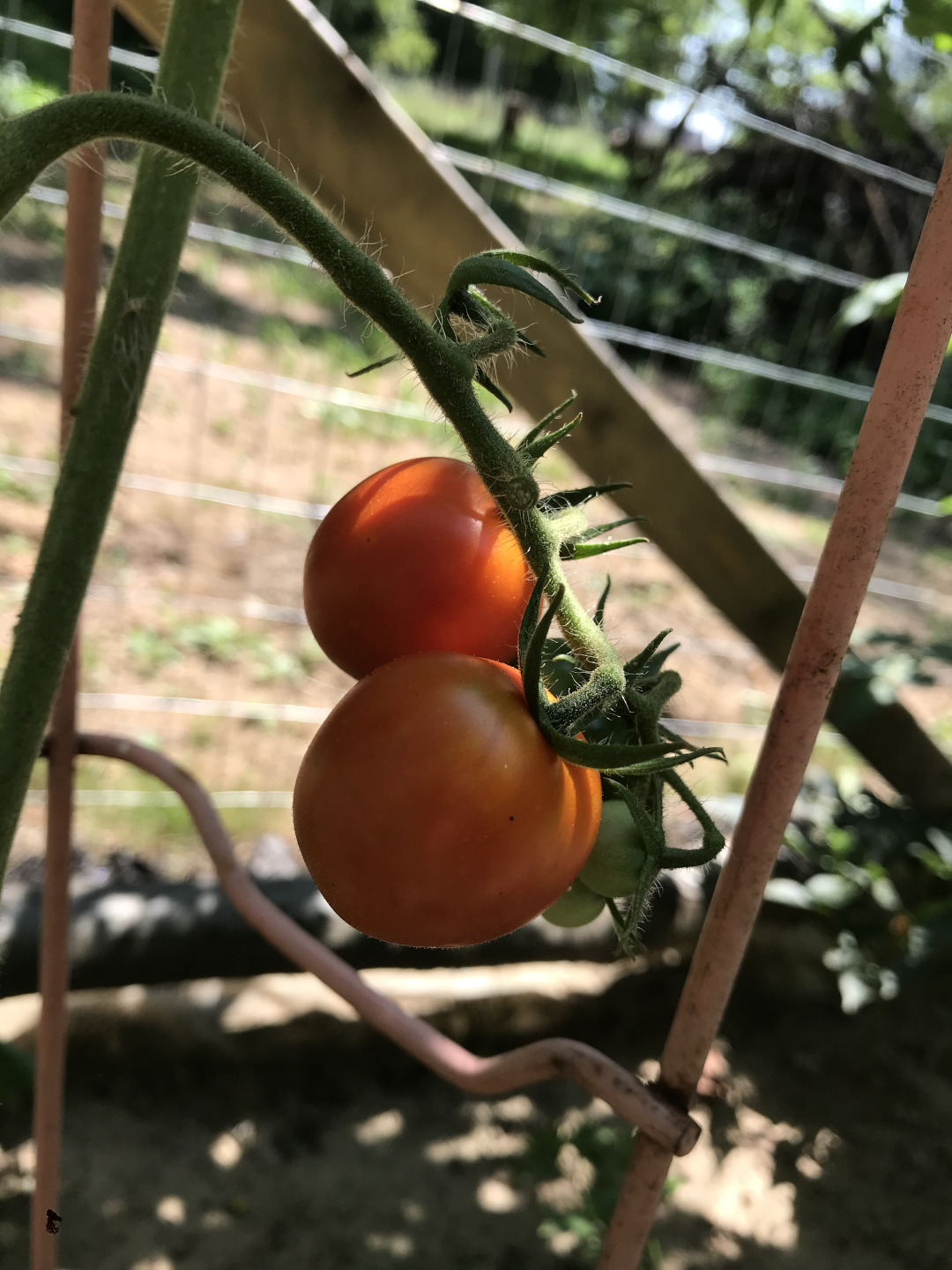 Ripening cherry tomatoes