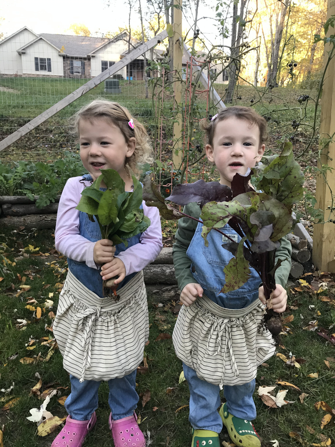 harvesting beets