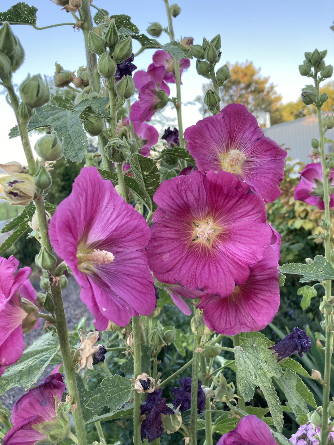 hollyhocks