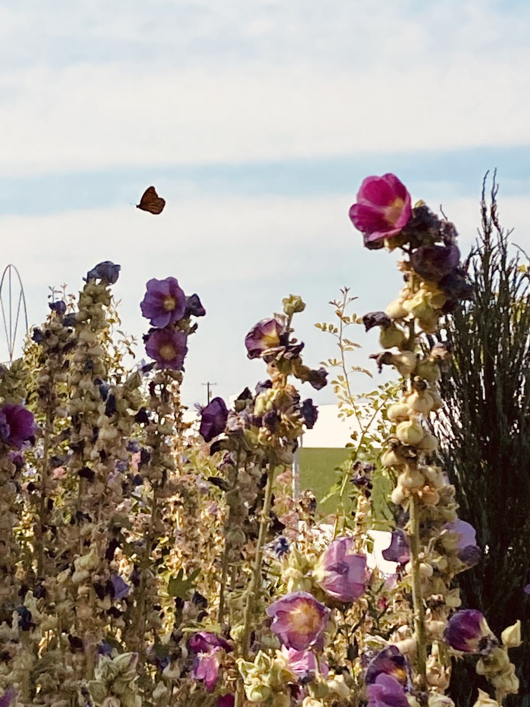 hollyhocks on the decline