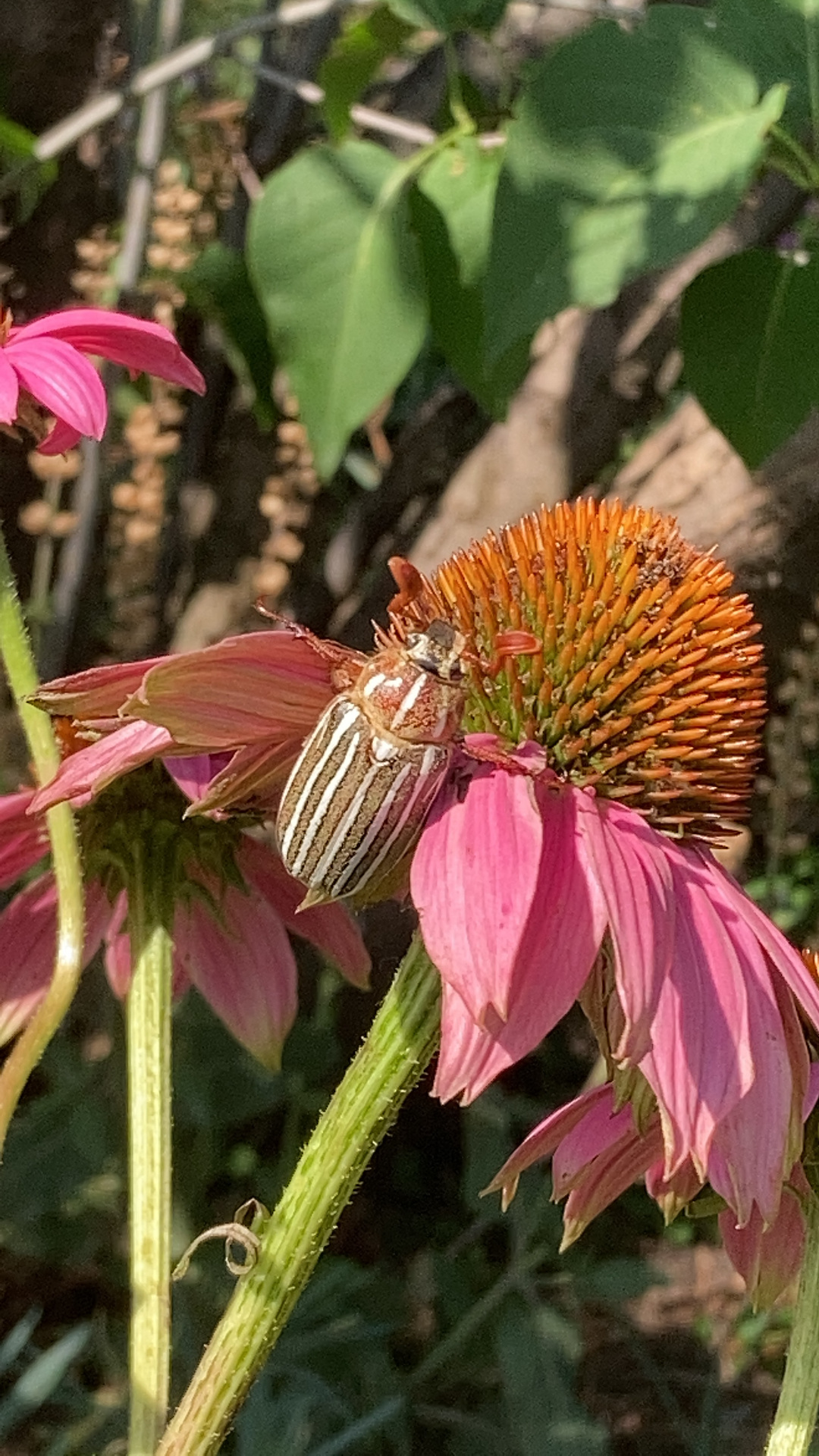 ten-lined June beetle