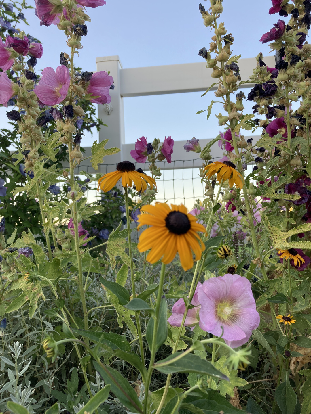 Rudbeckia