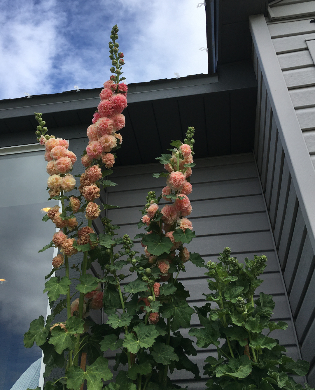 Double Hollyhock Flowers