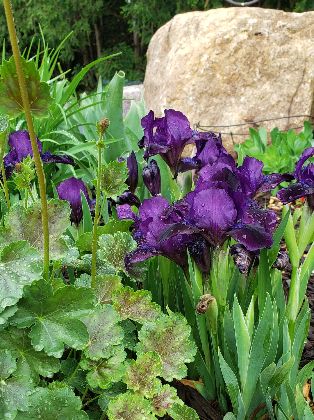 miniature iris